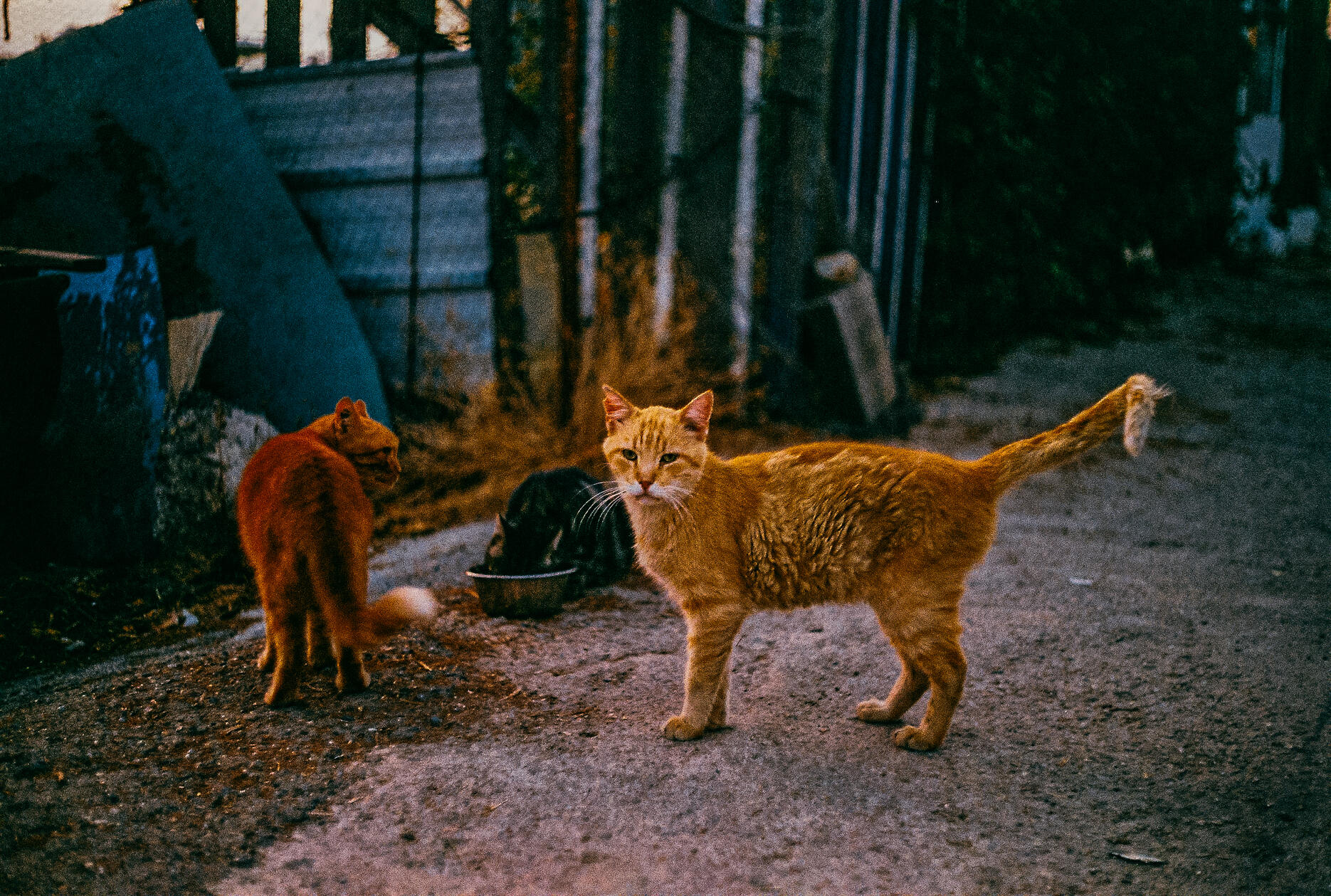 Untitled Untitled